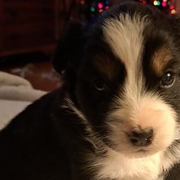 Sadie - Black tri Toy Australian Shepherd puppy in Lenoir, North Carolina from Brittany's Brats
