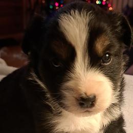 Sadie - Black tri Toy Australian Shepherd puppy in Lenoir, North Carolina from Brittany's Brats