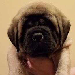 Mastiffs from Kharisma Mastiffs