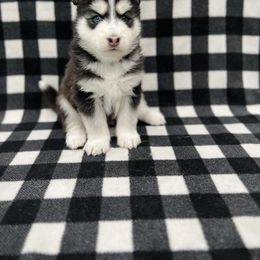 Maltese and Siberian Husky Puppies from Nyx’s Pack