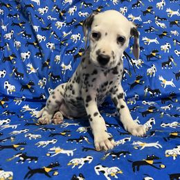 Jade(LUA)- Green - White and black male Dalmatian puppy in Claremore, Oklahoma from Lotsofdots Dalmatians