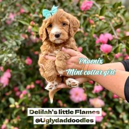 Phoenix - Red  female Goldendoodle puppy in Orangevale, California from Ugly Dad Doodles