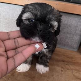 Shih Tzu Puppies from Precious Lil Tzus