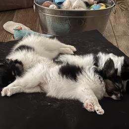 Papillons from Mama's Pride
