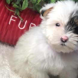 Yorkshire Terriers from Loving Yorkies by Curia’s Family