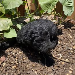 Poodle Puppies from Purple Heart Canines