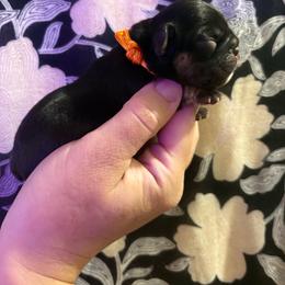 Bliss - Black and tan female French Bulldog puppy in Greeley, Colorado from Mandy Moon French Bulldogs