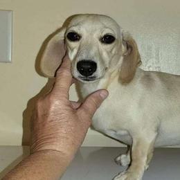 Cricket - Dachshund