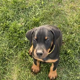 Doberman Pinscher Puppies from Jensen Dobermans