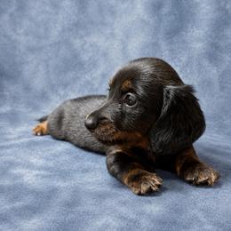 Snickers - Black and tan male Dachshund puppy in Richmond, Virginia from Paw Prints