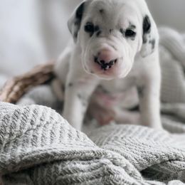 Gabby LUA - White and black Dalmatian puppy in Franklin, Tennessee from Gentry’s Dalmatians