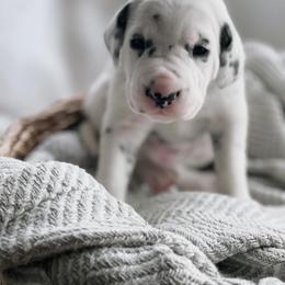 Gabby LUA - White and black Dalmatian puppy in Franklin, Tennessee from Gentry’s Dalmatians