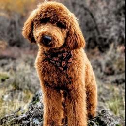 Hank - Poodle