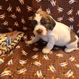 Wigeon - Liver white and tan female English Springer Spaniel puppy in Braidwood, Illinois from A & R Springers