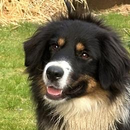 Mari - Miniature American Shepherd