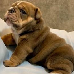 Bulldog Puppies from Bullgodz English Bulldogs