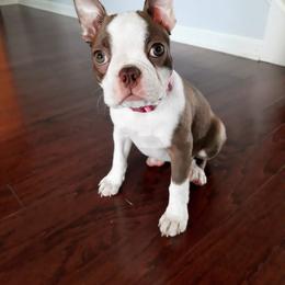 Boston Terrier Puppies from Lola’s House of Bostons & Rescue