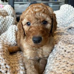 Blue - Red  male Goldendoodle puppy in Buda, Texas from Anita’s Doodles