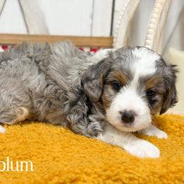Sugarplum - Blue merle female Bernedoodle puppy in Henry, Illinois from Rowe Farms Doodles