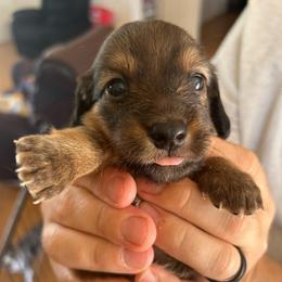 Ellie - Cream female Dachshund puppy in Delta, Colorado from Wicburg’s Wieners