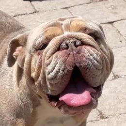 Mayhem - Bulldog
