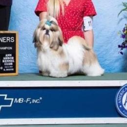 Travis - Shih Tzu