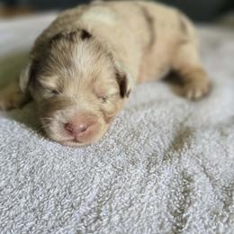 Sinclair - Red merle female Miniature Australian Shepherd puppy in Orrtanna, Pennsylvania from Mountain Top Shepherd's