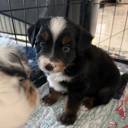 Boy 3 Aussie - Black tri male Miniature Australian Shepherd puppy in Pensacola, Florida from TNT MINI AUSSIES