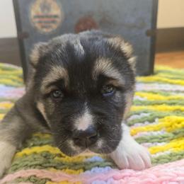 Xenos - Black male Central Asian Shepherd Dog puppy in Michigan from Guardian Dog