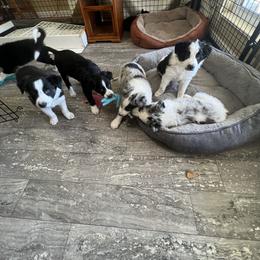 Border Collie Puppies from Roaring River Border Collies