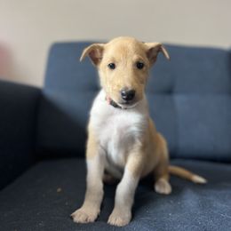 Rocky Road - Sable male Collie puppy in Provo, Utah from Cor Collies