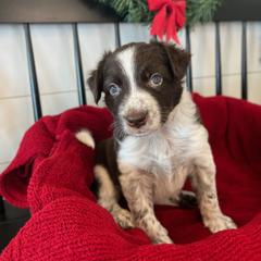 Denali - White and red male Bordoodle puppy in Valley Center, California from Circle R Valley Bordoodls