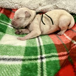 Black - Golden male Golden Retriever puppy in Salt Lake City, Utah from Soaring golden retrievers