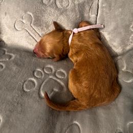 Lavender (name to come) - Apricot female Goldendoodle puppy in Glen Daniel, West Virginia from Dani’s Doodles