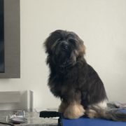 Lowchen Puppies from Ashford Kennel