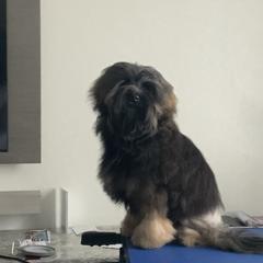 Lowchen Puppies from Ashford Kennel