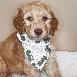 Dasher - Parti Goldendoodle puppy in Barnesville, Georgia from Sweet Peach Doodles