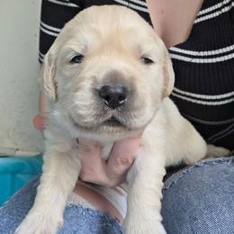 Boy 1 - Light golden male Golden Retriever puppy in Lawtey, Florida from Rise and Shine Goldens