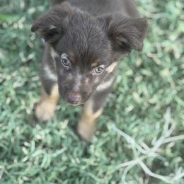 Toy Australian Shepherd Puppies from Carlsbad Toy Aussies