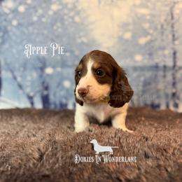 Apple Pie - Chocolate and tan male Dachshund puppy in Rainier, Oregon from Doxies in Wonderland