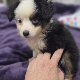 Lollie - Black tri female Miniature American Shepherd puppy in Delta, Ohio from Sunrise Miniature American Shepherds