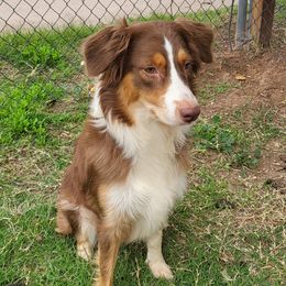 Tokyo - Australian Shepherd