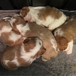 Cavalier King Charles Spaniel puppies from Sophie’s AKC Cavaliers