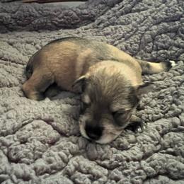 Goofy - Salt and pepper male Miniature Schnauzer puppy in Elk Grove, California from Meuser's Miniature Schnauzers