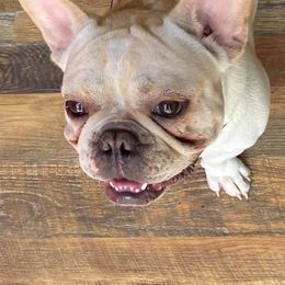 Boston Terriers, Companion Crosses, and French Bulldogs from Donna’s Bostons and Bulldogs