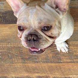 Boston Terriers, Companion Crosses, and French Bulldogs from Donna’s Bostons and Bulldogs