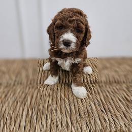 Light Pink-Girl - Red female Labradoodle puppy in Payson, Utah from Utah County Labradoodles