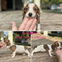 Stella - Brindle female Dachshund puppy in Gatesville, Texas from Emily’s Doxie Domain
