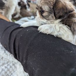 Shih Tzu Puppies from We Shih Tzu Not!