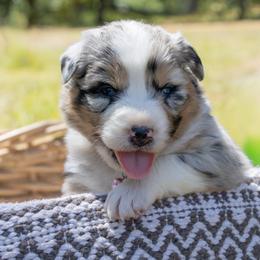 Charmaine - Blue merle female Australian Shepherd puppy in Takilma, Oregon from Little Elder Creek Australian Shepherds